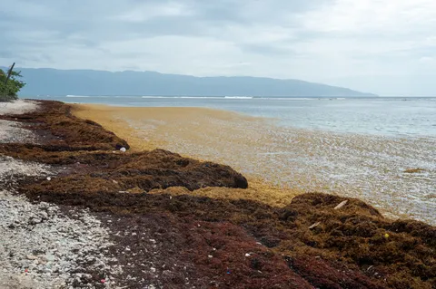 Sargazo — PLAYA SALADILLA (Sur)